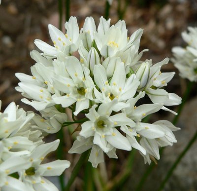 Трителейя Hyacinthina (луковицы, 3 шт) 202465 фото