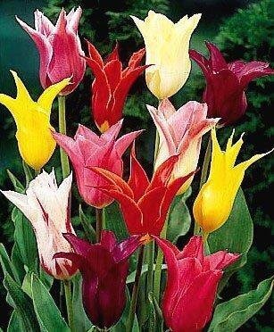 Тюльпаны Лилиецветные Микс (луковицы 10 шт) 2060 фото