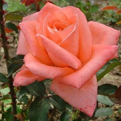Троянда Dolce Vita (саджанці) 2485 фото