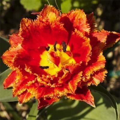 Тюльпан Fringed Beauty (луковицы) 4шт 1845 фото