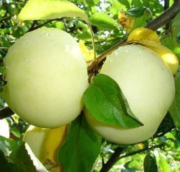 Яблуня Білий Налив (саджанці, дворічні) 1В 531 5к фото