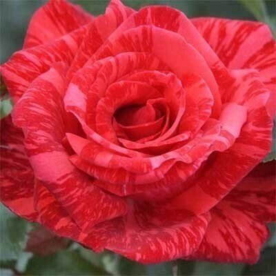 Троянда Red Intuition (саджанці) 2457 фото