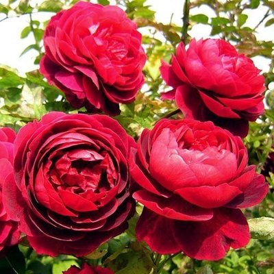 Роза Morsdag Red (саженцы) 2577 фото