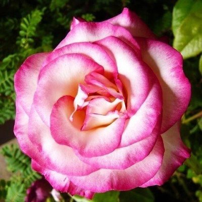 Троянда Haendel (саджанці) 2458 фото
