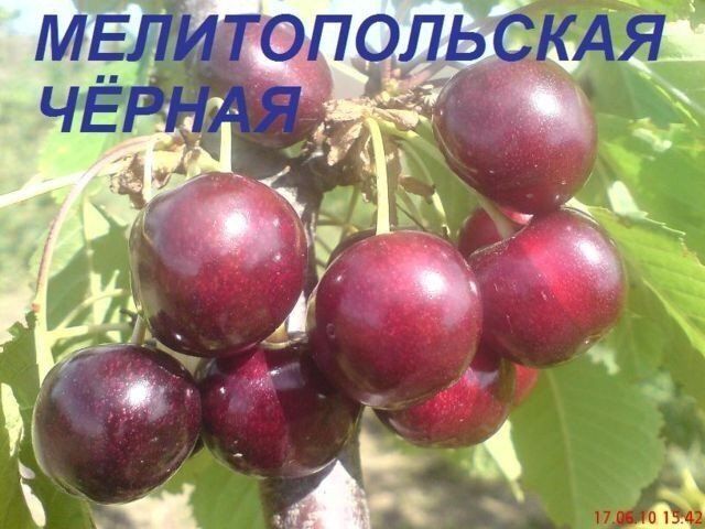 Черешня Мелитопольская (саженцы) 1А 231 12к фото