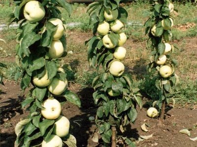 Яблуня колоноподібна Малюха (саджанці) 1А 141 5к фото