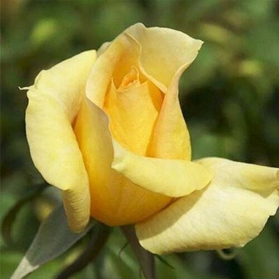 Троянда Casanova (саджанці) 2502 фото