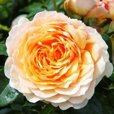 Роза плетистая Ginger Syllabub (саженцы) 2431 фото