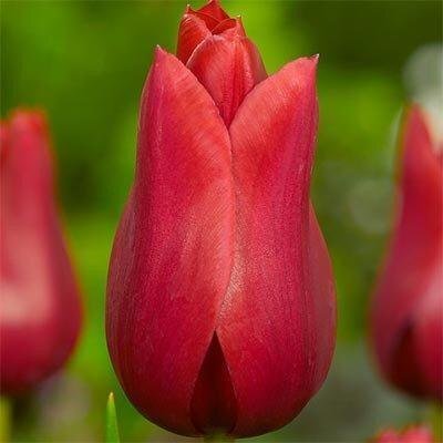 Тюльпан Red Shine (луковицы) 3 шт 2065 фото