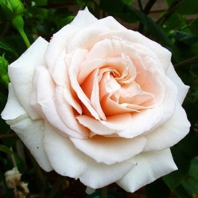 Роза плетистая Penny Lane (саженцы) 2432 фото