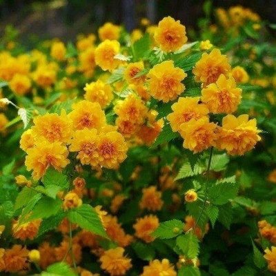 Керія японська Pleniflora (саджанці) 508002 фото