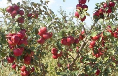 Яблуко Дискавері (саджанці) 1А 211 24к фото