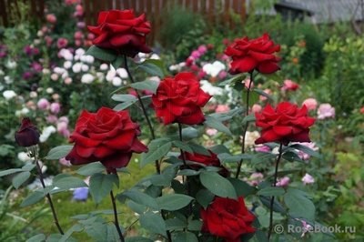 Саженцы роз Бургунд 1002 фото