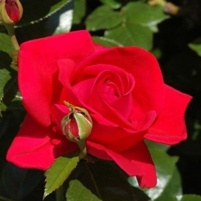 Роза Red Flame (саженцы) 2526 фото