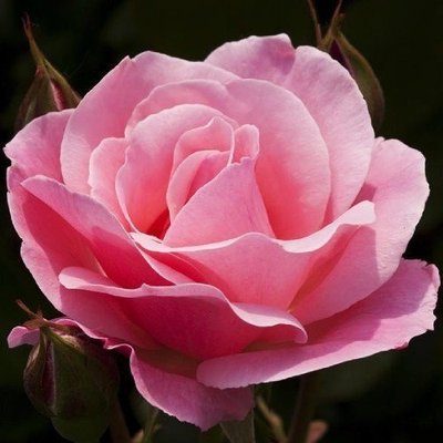 Роза Queen of England (саженцы) 2707 фото