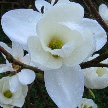 Магнолия Обнажённая "Magnolia Denudata" 9926 фото