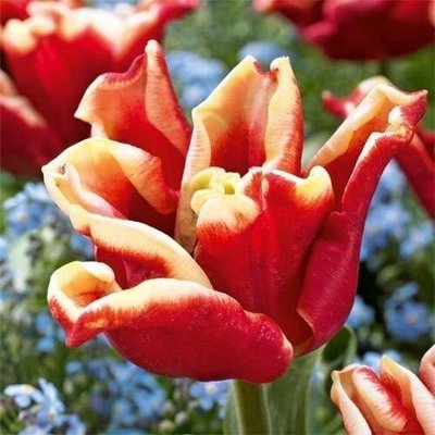 Тюльпан Elegant Crown (луковицы) 3 шт 2160 фото