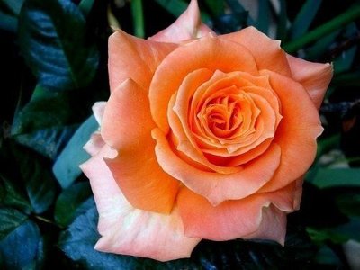 Роза Flora Danica (саженцы) 2441 фото