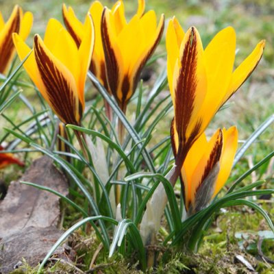 Крокус Angustifolius (луковицы, 3 шт) 1010-06 фото