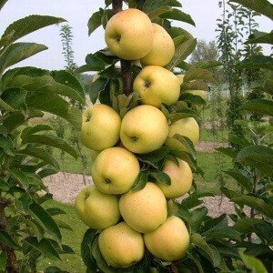 Яблуня колоноподібна Медок (саджанці) 1А 141 6к фото
