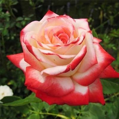 Роза Imperatrice Farah (саженцы) 2456 фото
