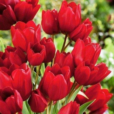 Тюльпан Red Georgette 3 шт 2162 фото