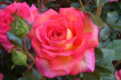 Роза Parfum de Grasse (саженцы) 2514 фото
