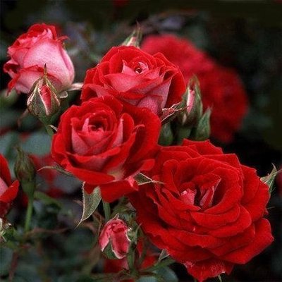 Саженцы роза бордюрная Мейди 1029 фото