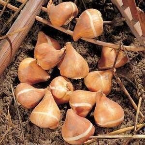 Тюльпан Yonina (луковицы) 3 шт 2074 фото