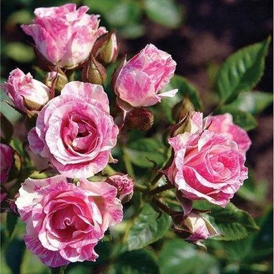 Саженцы роза бордюрная Пинк Флеш 1030 фото