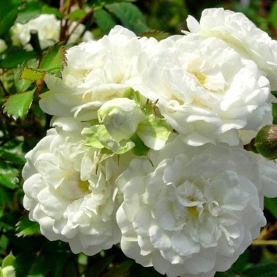 Троянда штамб Альба (Alba) 1412-4 фото