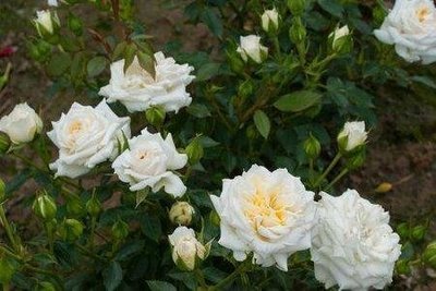 Саженцы роза бордюрная Хонемилк 1031 фото