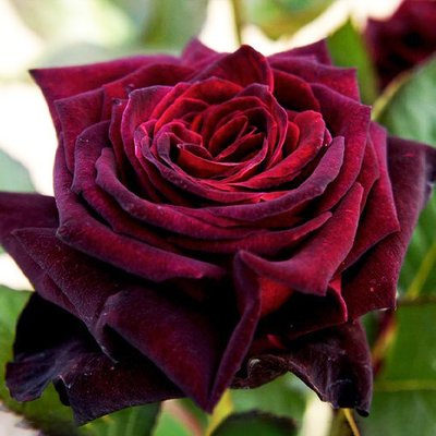 Троянда штамб Блек Баккара (Black Baccara) 202752 фото