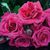 Саженцы чайно-гибридных роз