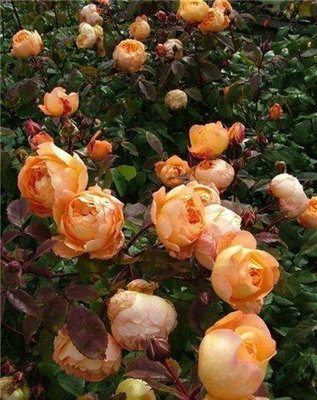 Саженцы роза бордюрная Дольче Вита 1033 фото