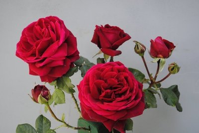 Роза Capricia (саженцы) 2446 фото