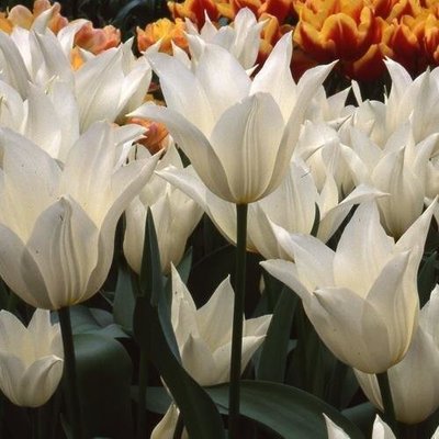 Тюльпан White Elegance (луковицы) 4 шт 2081 фото