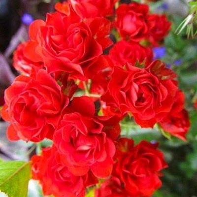 Роза Scarlet Meillandecor (саженцы) 2496 фото