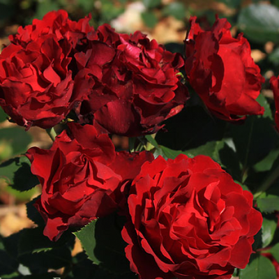 Троянда штамб Барбара (Barbara) 1412-5 фото