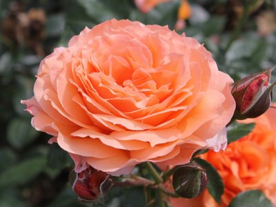 Троянда штамб Бельведер (Belvedere) 1412-3 фото
