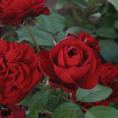 Саженцы роза бордюрная Кордула 1034 фото