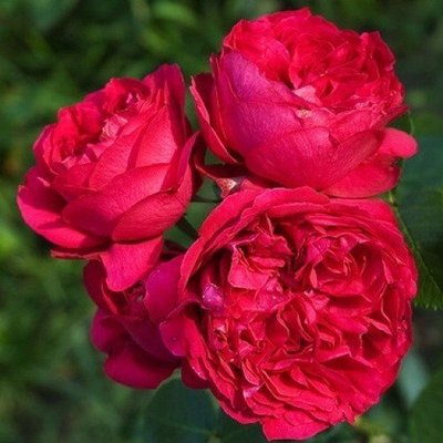 Роза Red Eden Rose (саженцы) 2497 фото