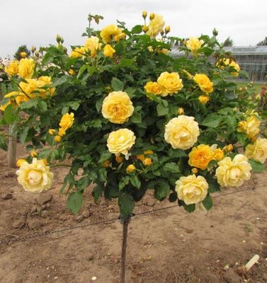 Троянда штамб Бероліна (Berolina) 150224-1 фото