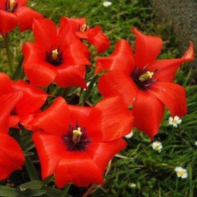 Тюльпан Linifolia (луковицы) 5 шт 2087 фото