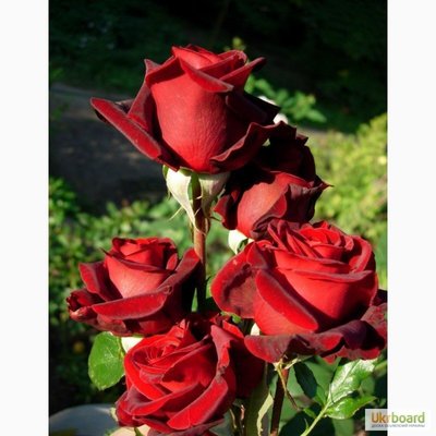 Саженцы роз Черная магия 1003 фото