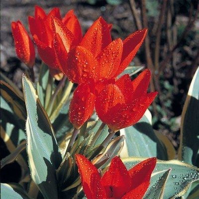 Тюльпан Praestans Unicum (луковицы) 5шт 2096 фото