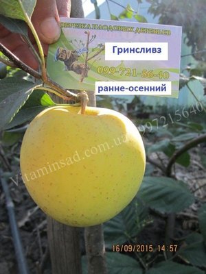 Яблуко Грінсливз (саджанці, дворічні) 1В 531 18к фото