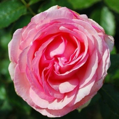 Роза Eden Rose (саженцы) 2451 фото