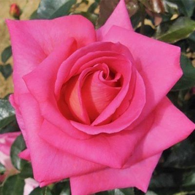 Роза Parfum Royal (саженцы) 2520 фото