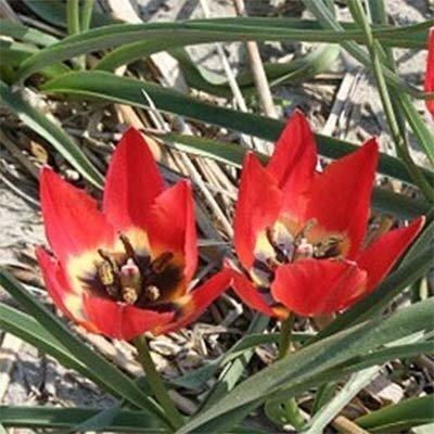Тюльпан Hageri (луковицы) 5шт 2089 фото